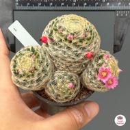 ขนนกเหลือง Mammillaria Schiedeana กระบองเพชร แคคตัส ไม้อวบน้ำ cactus&amp;succulent