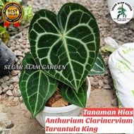 PRODAK TANAMAN HIAS ANTHURIUM CLARINERVIUM - Tanaman Hias Anthurium