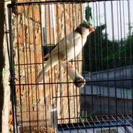 Kenari AF paud Panda jaminan Jantan