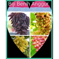 READY STOCK [ Benih Tanaman Buah Anggur Untuk Rumah / Taman] Benih Tanaman