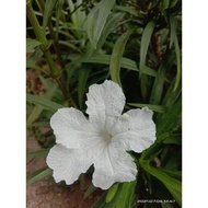 Keratan Bunga Ruellia Putih Pokok Tinggi Renek Rendah White Ruelia Plants Outdoor