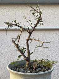 織冠漆樹