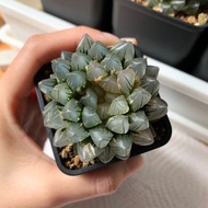 多肉植物 十二卷屬 霓虹燈