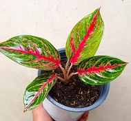 RED Peacock Aglaonema 3-4 LEAVES