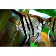 Menfish Buttonscarves - aquarium Decoration