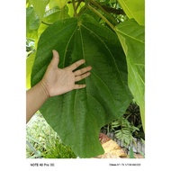 DAUN POKOK TIN MEKAH / POKOK TIN MEKAH / DAUN POKOK TIN ARA MEKAH