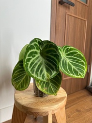 純銅鑼燒花燭 Anthurium 'Dorayaki