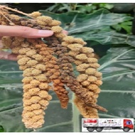 Yellow Millet, Red Millet for small animals