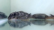 Pleco L333