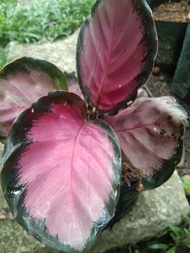 Calathea Crimson Pink, Full Grown Calathea Indoor Plants Uprooted Live Plants