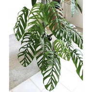 Monstera   Esqueleto