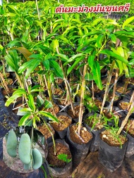 ต้นมะม่วงมันขุนศรี หรือบางขุนศรี (เสียบยอด) สูง60-70cm.  มะม่วงพันธุ์โบราณหายาก รสชาติอร่อย มันปนเปร