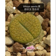 Lithops seed 1pack 20 seeds黄微纹玉 生石花种子 20粒 succulent seed