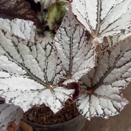 begonia rex silver tanaman dewasa