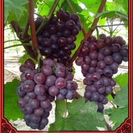 Easy to grow up Benih Anggur 100pcs Mixed Varieties Grape Seeds Benih Pokok Buah Home Garden Decor A