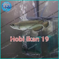 PROMO Ikan Arwana Jardini batik/Arwana Jardini Irian/arwana