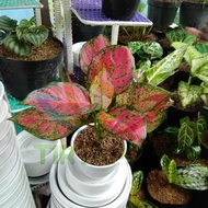 Aglaonema Lady Valentine / Aglonema Pink Lady Dewasa