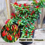 ปลูกง่าย ปลูกได้ทั่วไทย ของแท้ 100% พริกประดับ คละสี 150 เมล็ด Hybrid Hot Pepper Seeds / Jalapeno Se
