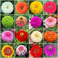 ปลูกง่าย เมล็ดสด100% เมล็ดพันธุ์ ดอกบานชื่น บรรจุ 200เมล็ด คละสี MixedColor Zinnia Flower Seed เมล็ดดอกไม้ บอนสีราคาถูก เมล็ดบอนสี ต้นไม้มงคล บอนสี ดอกไม้ปลูกสวยๆ เมล็ดพันธุ์ดอกไม้ ไม้ประดับ ไม้ดอก พันธุ์ดอกไม้ ดอกไม้ปลูก แต่งบ้านและสวน Seeds for Planting