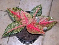 tanaman aglaonema tiara