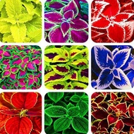 Philippines Ready Stock Coleus Seed 100Pcs Rainbow Coleus Bonsai Flower Seeds Mayana Plants for Sale