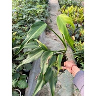 Monstera F8 Plant Pot (Monster Burle Marx Flame) starts with leaves