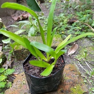 Rumput Siti Khatijah.Rumput Beijing