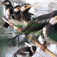 PTR Burung Jalak Suren Anakan Mandiri