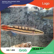 IKAN HIAS TOMANG / IKAN HIAS AQUARIUM / IKAN PREDATOR