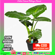 tanaman hias sente hijau-sente hijau ukuran jumbo-keladi sente-alocasia sente hijau-