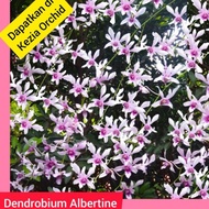 Anggrek Jadulan Dendrobium Albertine / Albert / Albertin. BUKAN dendro