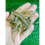 Rice Shrimp Bait Giant Prawn Bait