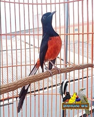 Burung Murai Batu Medan Pastol Gacoran Ekor Standard