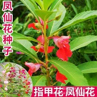 Double Petal Fengxian Flower Seed Four Seasons Flowering Henna Flower Grass Seed Courtyard Balcony P