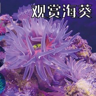 Fluorescent Anemone Sea Tank Button Coral Volcanic Red Anemone Starfish Ornamental Sea Fish Nemo Clo