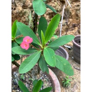 keretan pokok mahkota berduri.