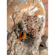 Log Koloni Sarang Lebah Kelulut Hidup Stingless Bee Honey Hive