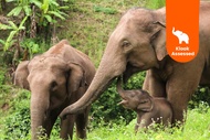 2D1N Kindred Spirit Elephant Sanctuary Hiking & Cultural Homestay