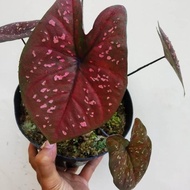diskon!! tanaman hias caladium dark choco - caladium hybird - keladi