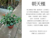 心栽花坊-朝天槿/5吋盆/觀花植物/綠化植物/售價120特價100