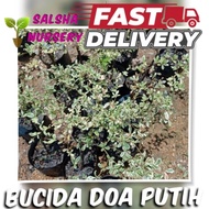 💥🔥 pokok bucida doa putih batik