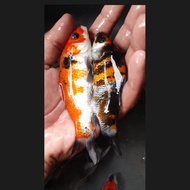 NEW BIBIT IKAN KOI MIX KOHAKU SHOWA KUMPAY SLAYER DLL