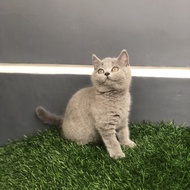 kucing british shorthair