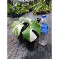 monstera albo cantik