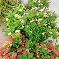 Keratan pokok bunga Mahkota Berduri