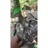 bahan bonsai bonggol ficus kimeng akar muter