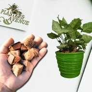1 SACK ( 10 KILOS ) DRY Coco Cubes l Gardening l Soil Conditioner For Potted Plants