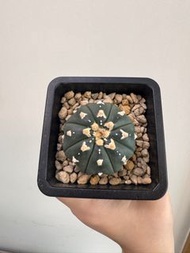 星兜 海星兜 琉璃V兜 清位 植物 多肉