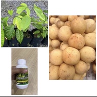 POKOK DOKONG Free 250ml baja mujarab BUAH/SUBUR -DOKONG HIBRID BUAH BESAR TANPA BIJI Super mania