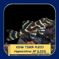 IKAN HIAS AIR TAWAR - KING TIGER PLECO / HYPANCISTRUS SP (L333)